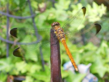 �������g���{