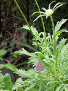 �V�W�~�`���E�ƃX�J�r�I�T