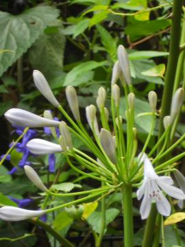 �A�K�p���T�X