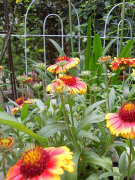 �T���h���[��