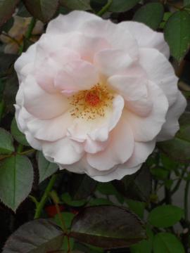 �I�[�h���[�E�w�b�v�o�[��