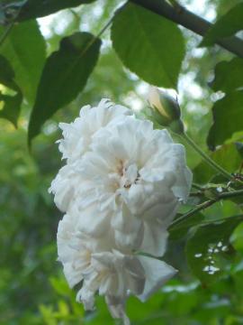 �A���X�^�[�E�X�e���O���C