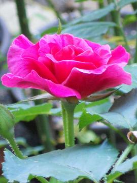 �G�h�K�[�E�h�K