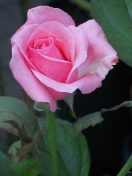 �N�C�[���E�G���U�x�X