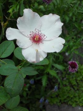 �f���f�B�E�x�X