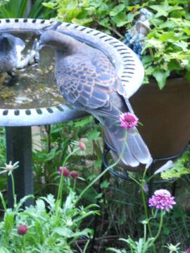 �����˂��`