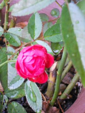 �}�U�[�Y�f�B