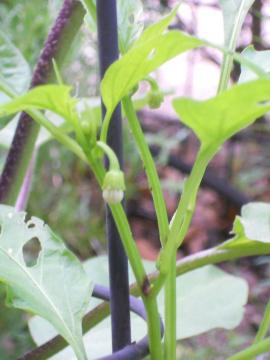 �o�i�i�s�[�}���̉�