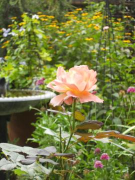 �G�}�E�n�~���g���S�J�I