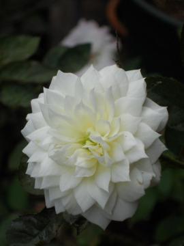 �`���C�R�t�X�L�[