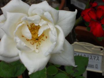 �z���C�g�N���X�}�X