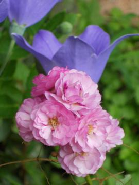 �G�N�Z�����g�E�t�H���E�V���[�x���g