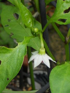 �o�i�i�s�[�}���̉�