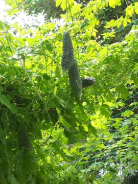 �΂̃J�[�e���F�S�[��