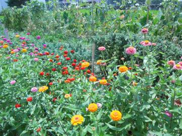 ���ߏ�����̔_�Ƃ̃q���N�j�`�\�E