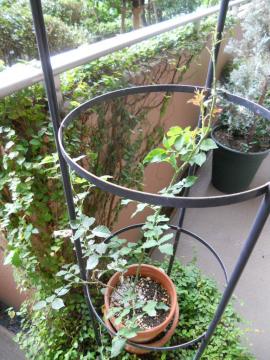 ���e���X�E�A�C�X�o�[�O