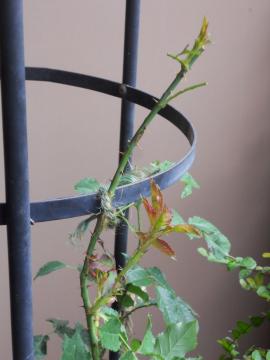 �A�C�X�o�[�O�̐�[