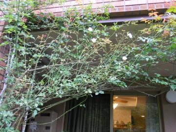 �A���X�^�[�X�e���O���C