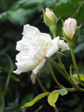 �X�e���O���C