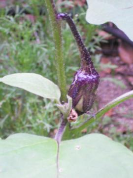 �i�X�̌���