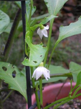 �o�i�i�s�[�}���̓�̉ԁI