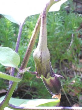 �����̃i�X