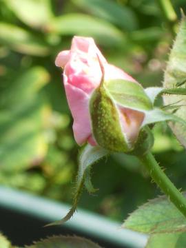 �I�[�h���[�E�w�b�v�o�[��