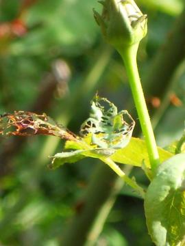 �w�b�v�o�[���̗t