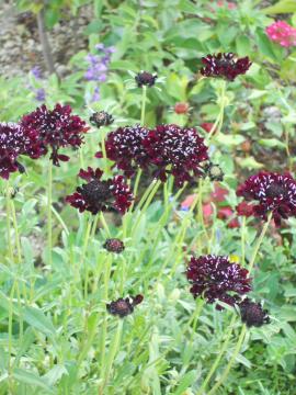 �X�J�r�I�T�`���R���[�g�F