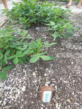 ���b�J�Z�C�F���Ԑ�