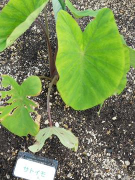 �����F�T�g�C��