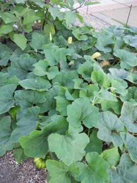 ��Z�F�J�{�`��