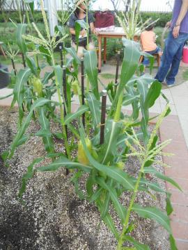 �g�E�����R�V