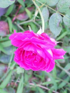 �E�B���A���V�F�[�N�X�s�A2000