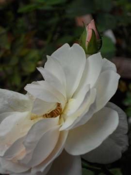 �w���e�[�W