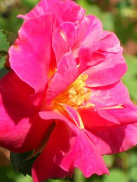 �G�h�K�[�E�h�K