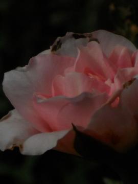 ���C���b�N�E���[�Y