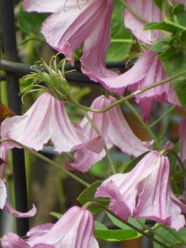 �N���}�`�X