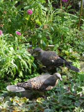 �y�A�̃n�g�ł����I