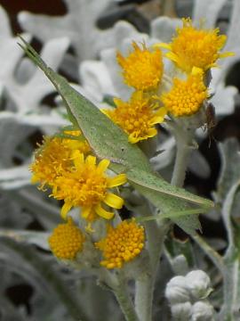 �����e�Ƀo�b�^�H�I