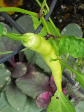 �o�i�i�s�[�}��