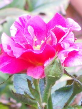 �G�h�K�[�h�K