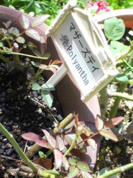 �}�U�[�Y�f�B�̃V���[�g