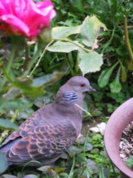 �p�������ݍ��񂾃n�g