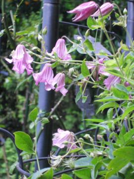 �x���^�N���}�`�X