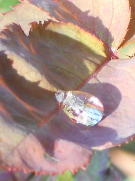 �J�オ��̈ꗱ