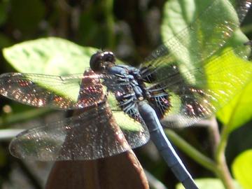 �~�܂����I�g���{�B�B�B