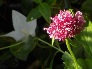 �X�J�r�I�T