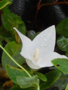 �����j�[