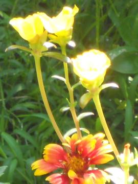 �������󂯂ăT���h���[���ƃ|�[���`���J